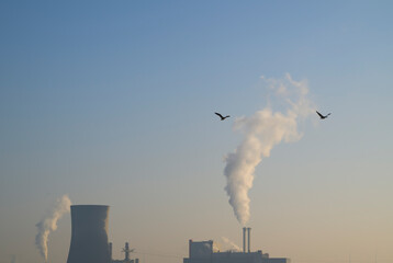Power station with smoke and birds in the Netherlands