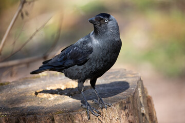 A close up portrait of a jackdaw, Coloeus monedula, as it stands on a tree stump looking back. There is space for text copy around it