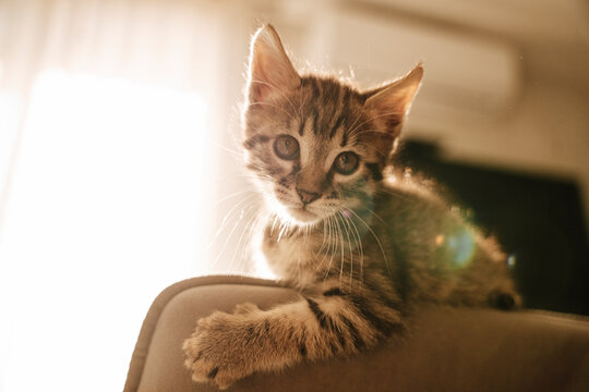 Cute striped kitten sitting on a couch in sunlight in Krasnodar, Russia