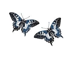  butterflies silhouettes drawing on isolated background. Hand drawn butterfly.