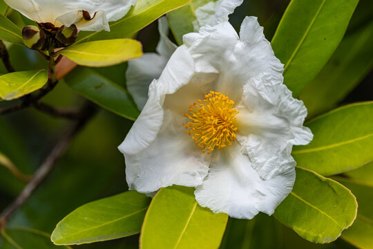 Pretty Gordonia blooms on tree at our garden