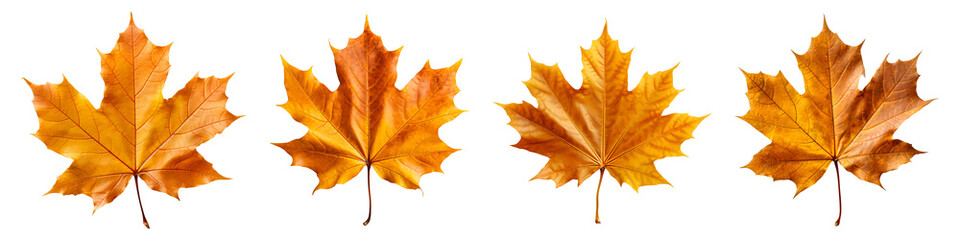 Fototapeta premium Amber maple leaves collection isolated on transparent background