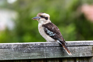Adult Kookaburra on breakfast hunt at our garden
