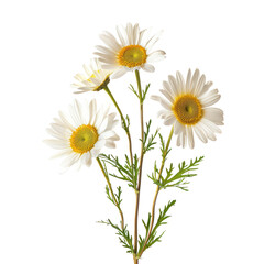 Fototapeta premium Daisies stem and green leaf close up isolated on transparent background PNG.