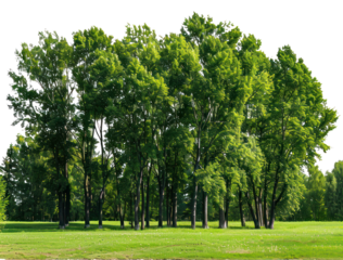 A large group of trees in the park, isolated on transparent background, cutout, png file large group of green trees, realistic on hill PNG.