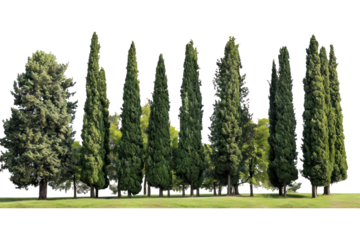 A large group of trees in the park, isolated on transparent background, cutout, png file large group of green trees, realistic PNG.