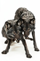 Fototapeta premium Two wolves exhibit playful behavior, showcasing their remarkable muscle tone and fur texture. The artwork captures their majestic nature with high detail, set on a white background