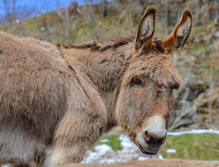 Fototapeta premium portrait of cute brown donkey in rural alpine mountain