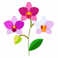 orchid flower vector illustration