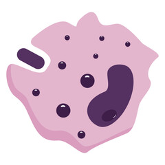 Set of Blood cells leukocytes