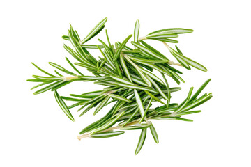 Fototapeta premium Fresh Rosemary Image on transparent background