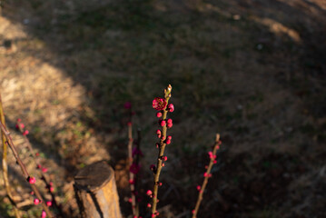 flowers in the forest