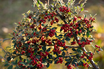 apples on tree