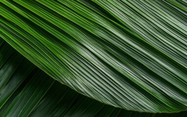 Glistening Green Tropical Leaf Close Up