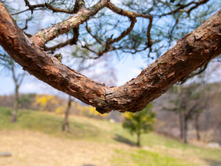 Pinus Densiflora sonamu