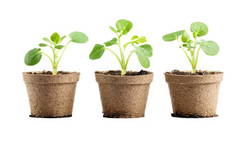 Three-Peat Pots on transparent background