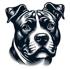 American Pit Bull Terrier vector and illustration.