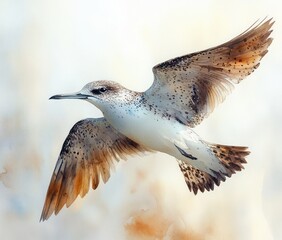 Fototapeta premium Watercolor Brown Seabird in Flight Illustration