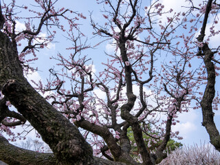 cherry blossom