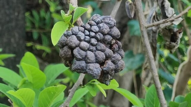 Dried, blackened custard apple on branch, likely due to fungal diseases (Anthracnose, Diplodia rot), dehydration, or natural decay from over-ripening. Pests or nutritional issues can also contribute