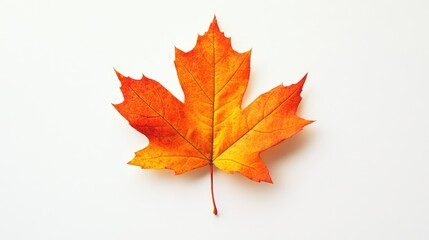 Fototapeta premium Maple Leaf Background. Horizontal Autumn Maple Leaf with Sunlight on Fresh White Background