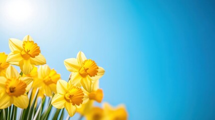 Fototapeta premium Bright Yellow Daffodils Against Vibrant Blue Sky Spring Background