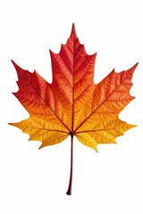 Fototapeta premium delicate maple leaf isolated on white background, minimalist, nature