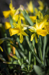 Obraz premium A field of bright yellow daffodil flowers .
