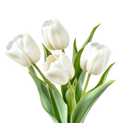 White Tulip Bouquet on transparent background