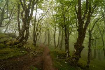 Obraz premium Misty fairy forest scene with trees and moss