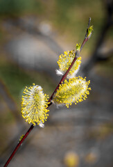 Willow tree branch on early spring.