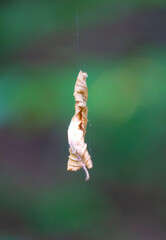 Brown autumn leaf on cordweb closeup on green defocused background