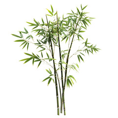 Obraz premium chinese bamboo isolated on transparent background
