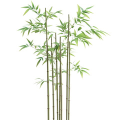 chinese bamboo isolated on transparent background