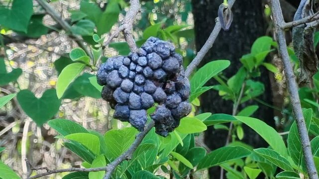Dried custard apple on branch: Blackened, shriveled, bumpy fruit clinging to a branch amidst green leaves, indicating advanced decay and dehydration on the tree.