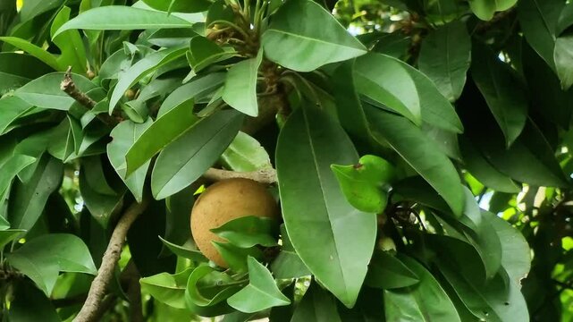 Sapodilla fruit in the leaves on branch. Sapota tree blossom in summer.