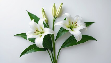 Fototapeta premium Fresh white lily blossom accompanied by green leaves.