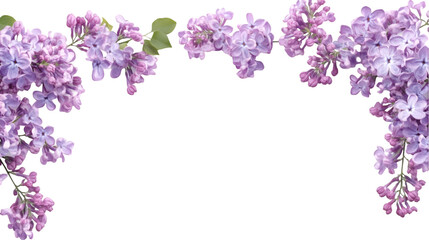 Delicate lilac flowers as a frame border isolated on transparent background
