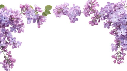 Delicate lilac flowers as a frame border isolated on transparent background
