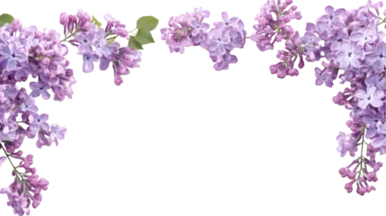 Fotobehang Lilac Delicate lilac flowers as a frame border isolated on transparent background   © Le MK