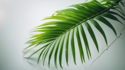 Obraz premium Coconut fronds or Coconut leaves, Green palm foliage, Tropical leaves isolated on background with clipping path