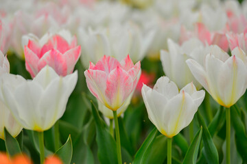 Spring blooming tulip field. Flowers tulips,  Spring floral background.