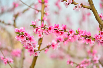Obraz premium In full bloom in the peach blossom
