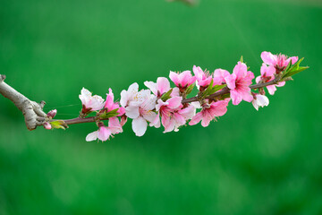 In full bloom in the peach blossom