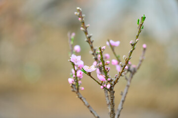 In full bloom in the peach blossom