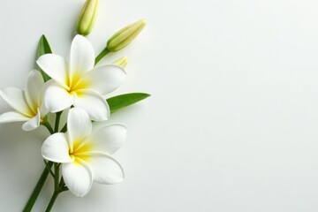 Fototapeta premium Elegant white flower arrangement on pure white backdrop, arrangement, white background, aesthetic