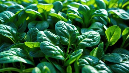 Obraz premium Seeds of spinach, attractive plant for salads