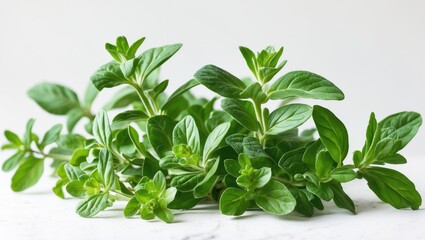 Oregano leaves and marjoram branch, isolated with a background.