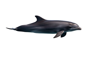 Fototapeta premium A critically endangered vaquita dolphin swimming, white background