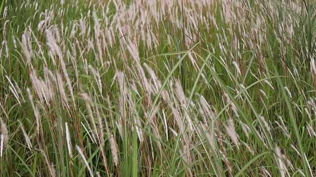 White-flowered reed grass sways in the wind.